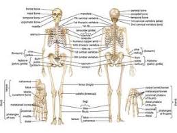 Let's learn name of part of body as below english to marathi. Human Body Diagram In Marathi Human Body Anatomy