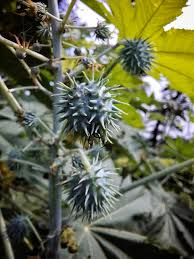 Image result for Corchorus schimperi