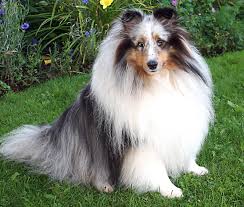 Show quality and performance venue options. Sheltie Dogs Pictures Clashing Pride