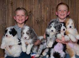 Bordoodle puppies for sale california. Mountain Rose Bordoodles Home Facebook