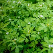 Fenugreek
