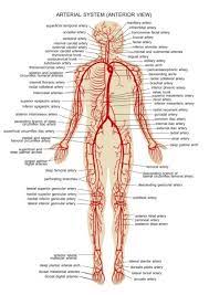 Human Arteries Arteries Anatomy Medical Anatomy Human Anatomy And Physiology