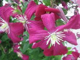 Check spelling or type a new query. Waldrebe Clematis Viticella Rubra Hoffbuhr Pflanzen
