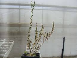 Image result for Halosarcia