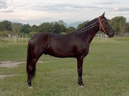 Campolina Horses Caballos