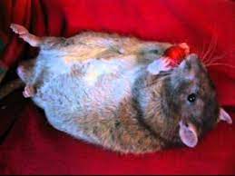 Maybe you would like to learn more about one of these? Can Rats Eat Strawberries