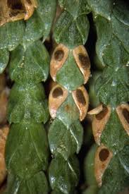 Image result for didymascella thujina