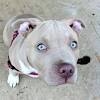 The dog breed which is descended from bulldogs and terriers is blue nose pitbull for sale near me. Https Encrypted Tbn0 Gstatic Com Images Q Tbn And9gcrlsj7bca9x5raymgvnvmewovsgnnm0zcfezmivqfpquptwmags Usqp Cau