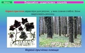 Проникають у провідні тканини іншої рослини і висмоктують з неї поживні речовини. Vidozmini Korenya Prezentaciya Doklad