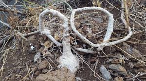 Image result for Kedrostis leloja