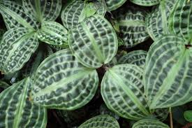 Image result for Nesogenaceae