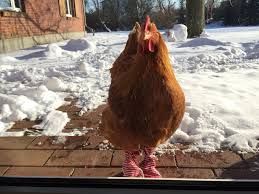 I made another post a few days ago detailing some game play ideas i had for mwc. Last Winter I Put Socks On My Chickens Feet So They Wouldn T Get Cold In The Snow The Foto Is The Cutest Thing Ivei Ve Ever Made Chickens