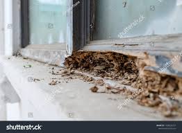 Pest expert is able to control ants, rats, flies, bed bugs, squirrels, rabbits, mice, pigeons etc.it is offering everything as a package… continue reading best pest control services in united kingdom. Pest Expert One Insect Causing Problems Earlier Than Normal