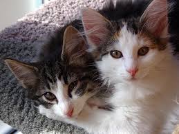 So you may be wondering how many kittens can a cat have in a year if she isn't spayed. How Many Litter Boxes Do I Need Petfinder