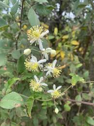 Image result for Clematis brachiata