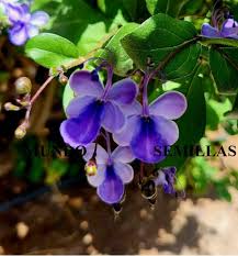 Image result for Rotheca aurantiaca