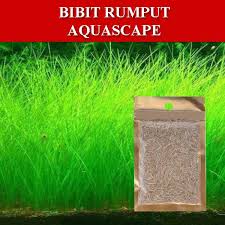 Kami jual aneka jenis tanaman aquascape yang siap menghiasi akuarium anda di rumah. Jual Bibit Tanaman Aquascape Terbaru Lazada Co Id