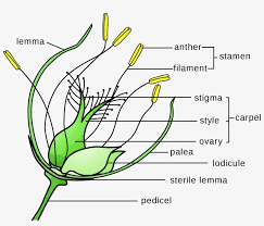 Yorkshire had the highest population of lawn families in 1891. Banner Library Download Flower Wikipedia Grass With Perianth Meaning In Tamil 2000x1623 Png Download Pngkit