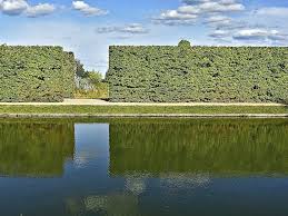 Image result for Živý plot z habru