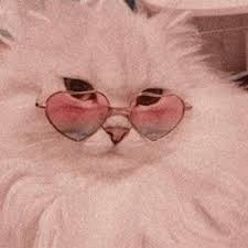Cats have been each others companions for centuries of documented history. Cute Cat