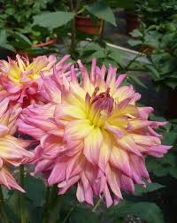 We did not find results for: Patio Dahlia Dahlia Gogo Pink Yellow From Growing Colors