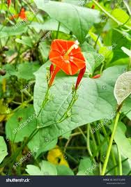 Image result for Ipomoea hederifolia