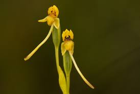 Image result for Platycoryne