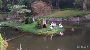 Area Kolam Ikan Pancing Dan Bird Park Picture Of Taman Safari Lodge Puncak Tripadvisor