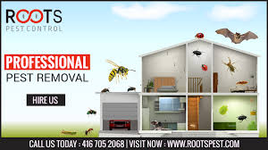 Are you looking for an effective pest control and bed bug extermination service in brampton? Pest Removal Brampton Roots Pest Control Termite Control Pest Control Services Pest Control