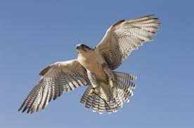 Falcon private bank ltd is a swiss wealth management boutique with presence in europe, asia and the middle east. Falcon Private Bank To Cease Private Banking Operations From 2021