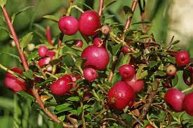 Bodendecker , die ihren garten im herbst mit. Niedere Scheinbeere Immergruner Bodendecker Fur Das Winterbeet