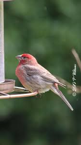Pretty House Finch Birdieofmississippi Mississippibirdie Pemwilliams Pretty House Birdy Animals