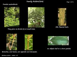 Image result for Pavetta johnstonii