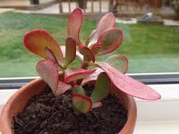 Jade plant leaves turning yellow. Jade Crassula Humels Sunset Thin Shrivelled Leaves