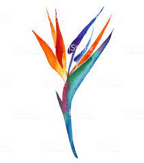 Bird Of Paradise Flower Royalty Free Bird Of Paradise Flower Stock Vector Art More Images Birds Of Paradise Flower Bird Of Paradise Tattoo Paradise Painting
