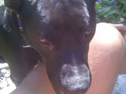 Maybe you would like to learn more about one of these? The Dilemma Of Politics With Listed Dangerous Dog Breeds Traindee