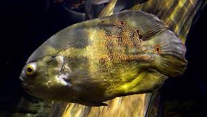You need one to watch live tv on any channel or device, and bbc programmes on iplayer. Feeder Fish Are Bad For Your Oscar Unless Coolfish Network