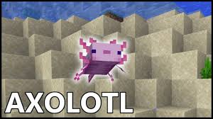 How to tame minecraft axolotls. How To Get Axolotl In Minecraft Youtube