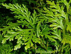 Image result for Selaginella imbricata
