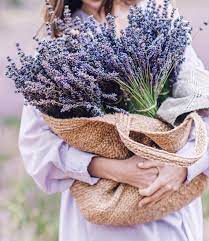 1 288 Likes 1 Comments Flower Power Flower Power Daily On Instagram Chernigova Lovely Lavender Lavender Lavender Fields