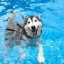 usa colorado denver aquatic-dog from www.splootvets.com
