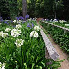 668 Aprecieri 30 Comentarii Carolyne Roehm Carolyneroehm Pe Instagram The Agapanthus Walk At A Hotel In The Quot Instagram Agapanthus Instagram Posts