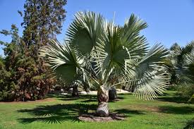 Image result for Hydrostachys bismarckii