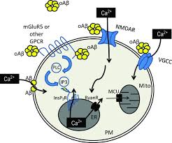 In july of 2021, the fda will consider approval of a human monoclonal antibody called aducanumab for the treatment of. Dysregulation Of Intracellular Calcium Signaling In Alzheimer S Disease Abstract Europe Pmc