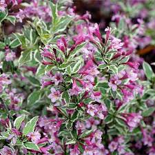 Great savings & free delivery / collection on many items. 23 Of The Best Variegated Shrubs For Your Landscape Gardener S Path