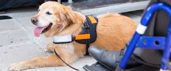 Many studies related to service dogs show the benefits service dogs have regarding physical as for others with ptsd, those who have the medical documentation can receive a specially trained service dog for ptsd through applying at. Do Service Dogs Help Treat Ptsd Myvlap