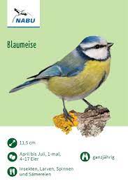 Die blaumeise sieht man in fast ganz europa, außer auf island und in nordskandinavien. Blaumeise Nabu Vogeltrainer Blaumeise Vogel Als Haustiere Vogel Im Garten