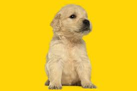 Cachorro Golden Conheca Tudo Sobre Esse Incrivel Pet
