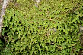 Image result for Selaginella mittenii