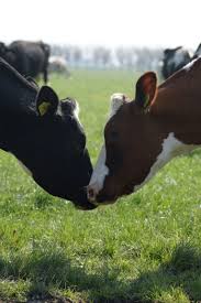 Black And White Cow Name I Ve Got Something To Say But Can You Keep It From The Others 3 Cow Farm Animals Animal Pictures